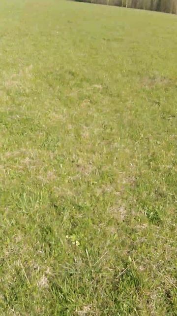 ✔🍀Весенние игры журавлей🌿✔