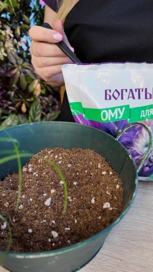 Пересадка Бокарнеи с удобрением.