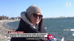 На побережье Евпатории заработал передвижной ветеринарный центр