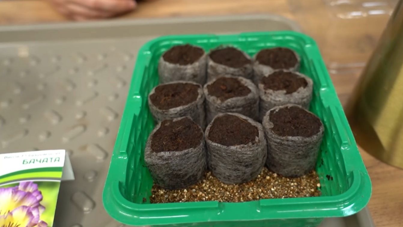 Сеем виолы, томаты, огурцы и землянику. Дачные сезоны