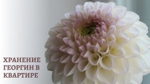 Хранение георгин в квартире.