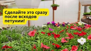 Сделайте это с петунией сразу после всходов и она вырастет очень красивой!