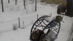 Синиц воруют семечки у снегирей, воробей лущит