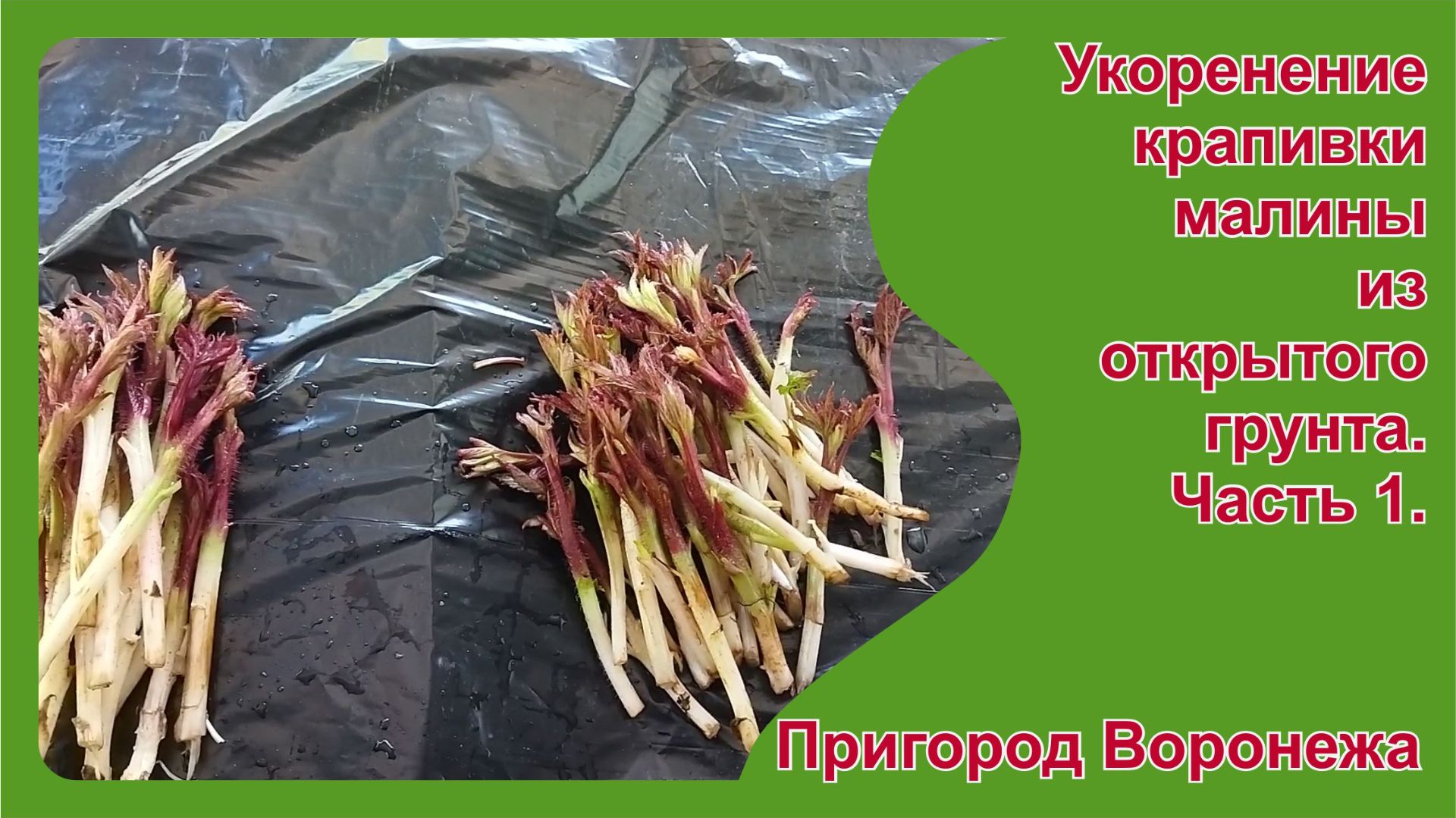 Укоренение крапивки малины из открытого грунта. Часть 1. Пригород Воронежа.