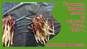 Укоренение крапивки малины из открытого грунта. Часть 1. Пригород Воронежа.