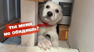 Щенок из покрышки. Забрал бездомного щенка.