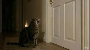 MEWTALLICA - Scratch Destroy If Metallica were cats Music Video