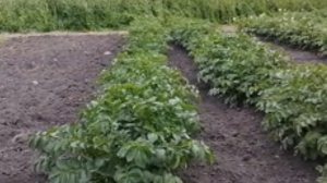 ОБЗОР. сильная ботва картофеля, признак хорошего урожая 28.06.2025 .