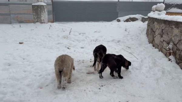 Маленькие жизни против ледяного Ада