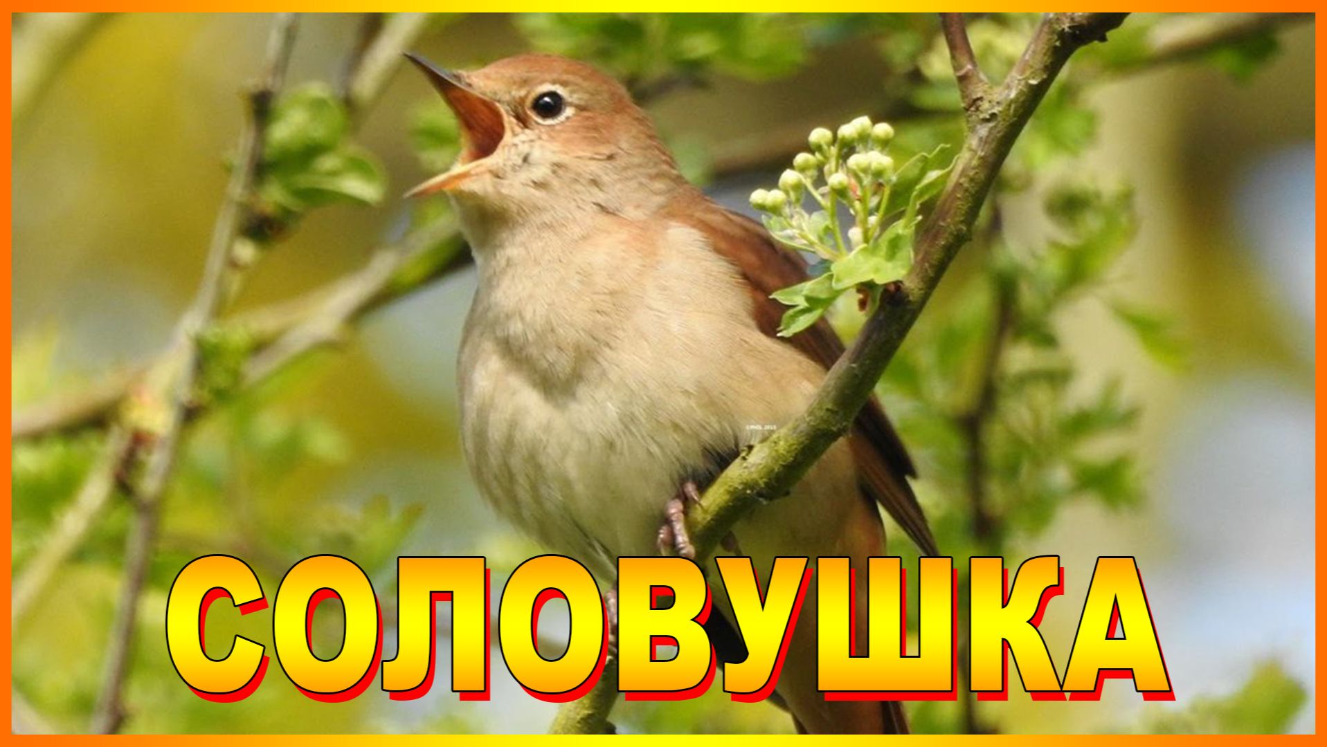 СОЛОВУШКА смотреть онлайн