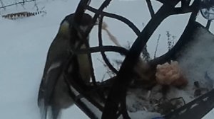 Синица уронила сало.