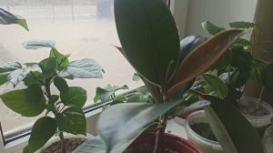 Фикус-популярное комнатное растение.