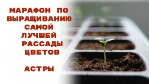 Раскрываем секреты. Посев и выращивание астры