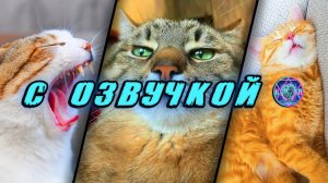 СМЕШНЫЕ КОТЫ 2026 | ЛУЧШИЕ ПРИКОЛЫ С КОТАМИ, КОШКИ, ЖИВОТНЫЕ | С ОЗВУЧКОЙ ОТ ROMEO 😱