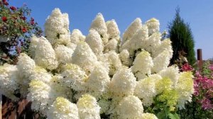 Метельчатая Гортензия Фантом