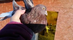 Голуби у Виктора "Полигон Бронницы" +7 909 667-53-00 Виктор