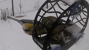 Синицы почуяли весну