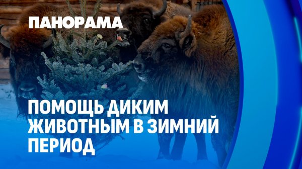 Как в Беларуси помогают диким животным в сильные морозы? Панорама
