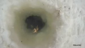 Налим на живца зимой. 2 сезон. 6 серия. (Проверка перемета в конце января. Рыбалка зимними удочками)