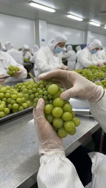 Китайский виноград