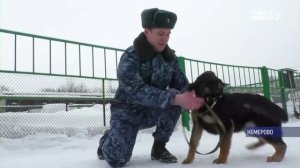 11 молодых немецких овчарок поступили на службу в ГУФСИН Кузбасса