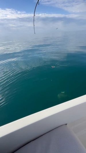 Тянем опасную монстру.