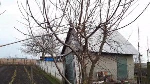 Абрикос немного об омолаживающей и формирующей обрезке