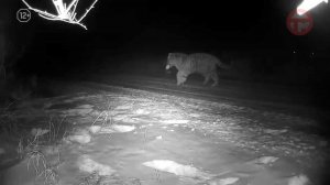 🐅 За тигром из Улитовки наблюдают ветеринары — у зверя травмирована лапа