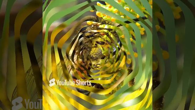 ПЧЕЛОВОД ... КЛИП ... смотреть онлайн