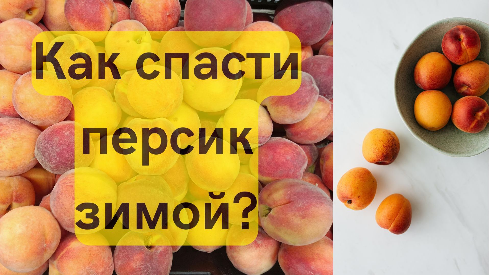 Как укрыть на зиму персик, нектарин смотреть онлайн