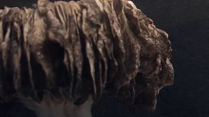 Как растут грибы. Псилоцибе кубинская