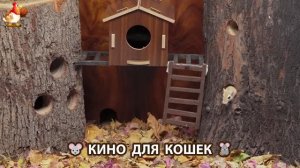 Видео для кошек про крысок развлекать питомцев 🐭🐀😂 (450)