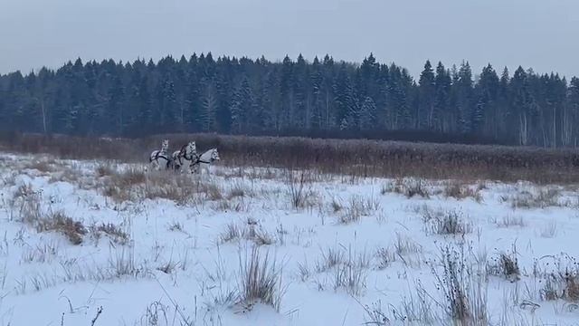 Катание на русской тройке