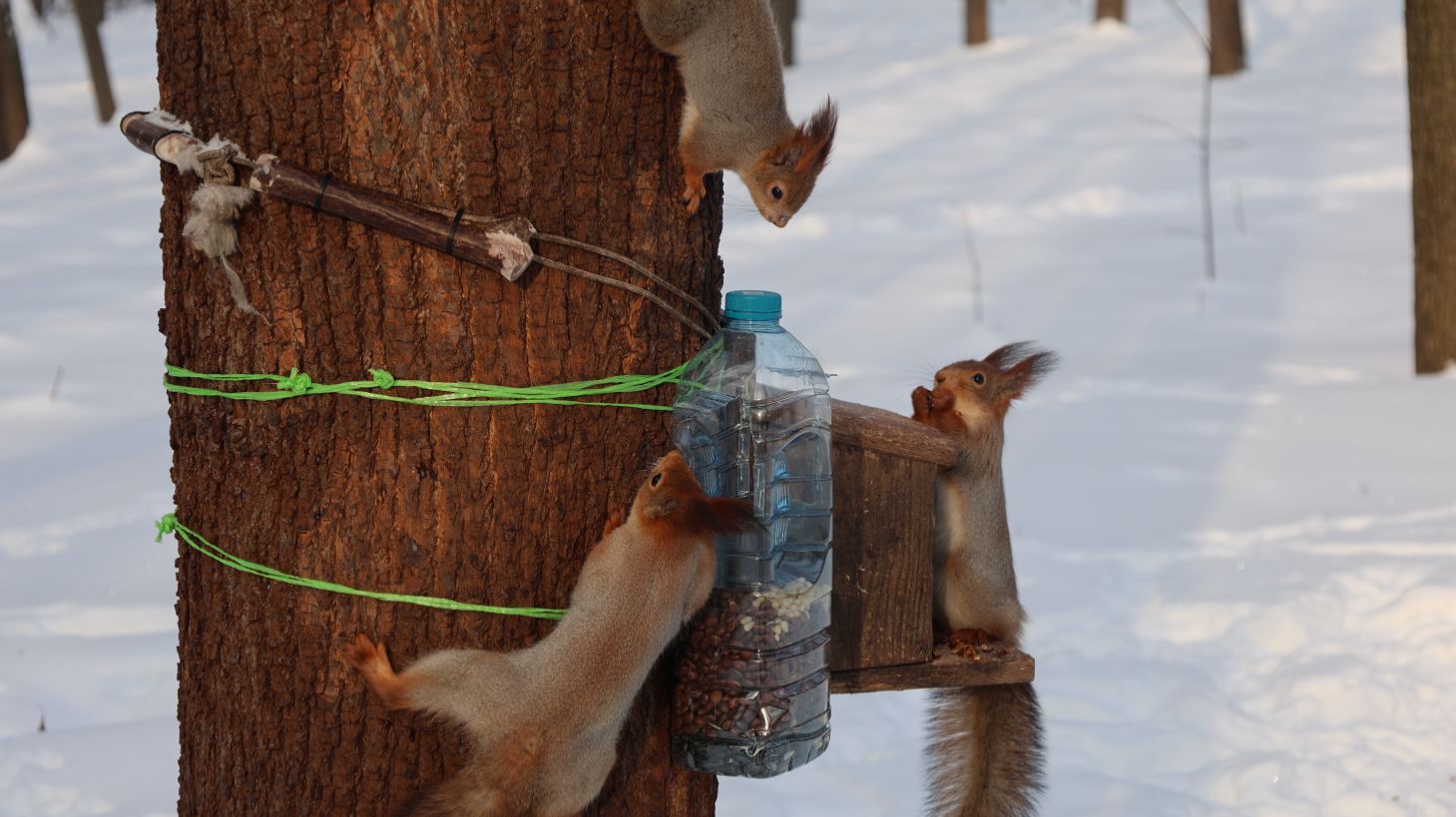 Голодные белки. Зарисовка смотреть онлайн
