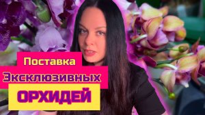 Обзор поставки орхидей фаленопсис, ОрхоМир Питер