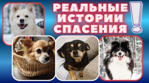 Как изменилась их жизнь после спасения — вы удивитесь!