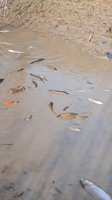 риба смотреть онлайн