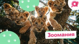 «Зоомания» Премьера на телеканале «О!»