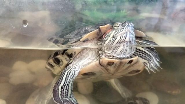 Черепахи юной взгляд...🐢Красноухая черепаха танцует😃 смотреть онлайн