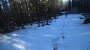 Охота На Медведя с Лайками - Вместо Тысячи Слов