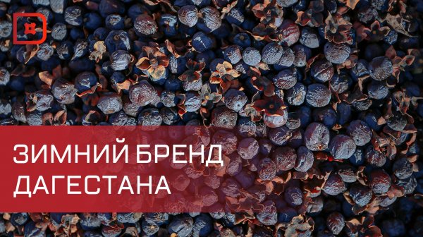 Чёрная хурма — зимний бренд Дагестана