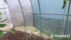 31 июля. Посеяла огурцы. Перегной и козочки. Инжир.