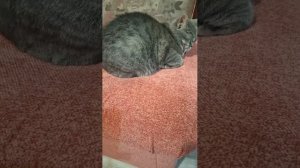 Ожидание друга🐶😹