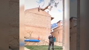 Супер пёс