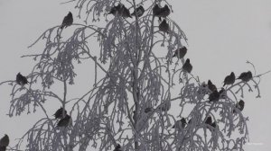 Снежная зима Птицы за окном.