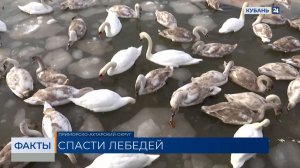 Застрявших посреди льда лебедей пытаются спасти жители Приморско-Ахтарска