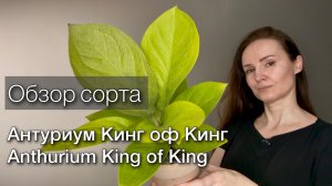Обзор роскошного АНТУРИУМА Король королей. Anthurium Кing of Кing Выращивание Грунт ПОЛИВ