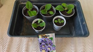 Первая пересадка (пикировка) глоксиний! Выращивание глоксиний из семян!