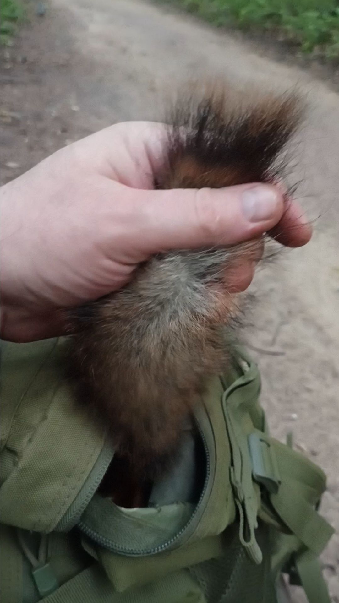 Белка нашла шишку у меня в рюкзаке. Июль 202 смотреть онлайн