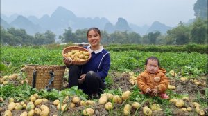 Мама поневоле. Дуонг. Собираю картошку для продажи на рынке. Продолжаю красить дом. Серия 45